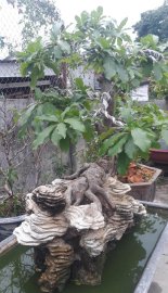 Lộc vừng