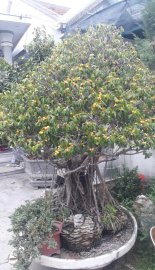 Tác phẩm sanh già ôm đá