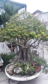 Tác phẩm sanh già ôm đá