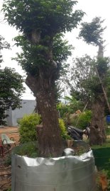 Gốc khế to già
