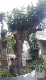 Gốc khế to già