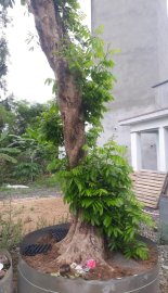 Nhãn cổ thụ
