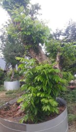 Nhãn cổ thụ