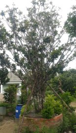 Mai vàng to đẹp