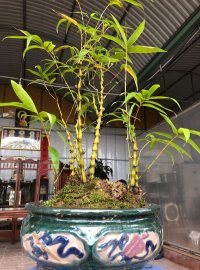 Cây trúc cao 40cm