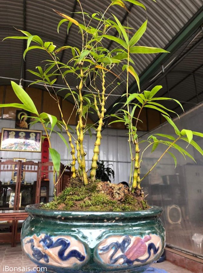 Cây trúc cao 40cm