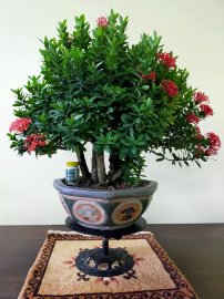 Cây trang bông 6 thân