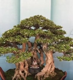 Lễ hội Bonsai Châu Á Thái Bình Dương 15 tại khu du lịch Suối tiên