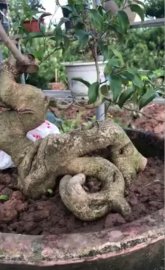 Tác phẩm sanh nam điền quái đẹp