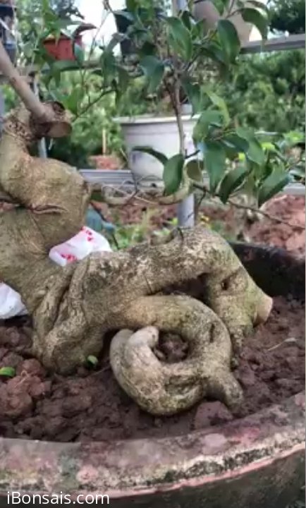 Tác phẩm sanh nam điền quái đẹp