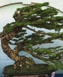 Những cây bonsai độc đáo lễ hội bonsai Châu Á Thái Bình Dương 15