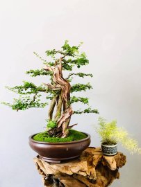 Sam Ngọc lũa nghệ thuật