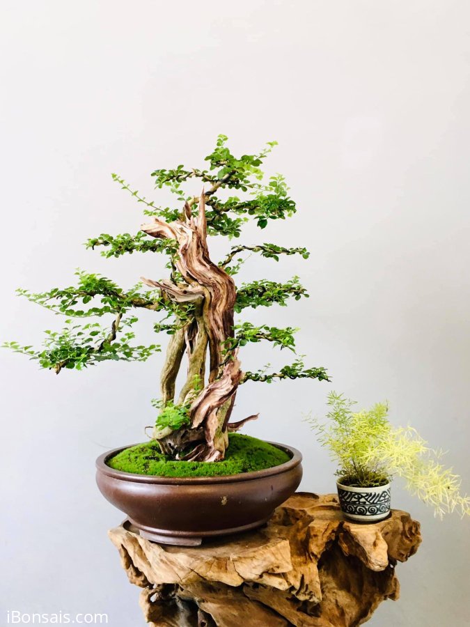 Sam Ngọc lũa nghệ thuật