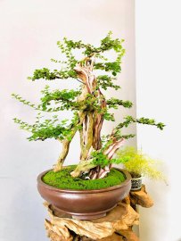 Sam Ngọc lũa nghệ thuật