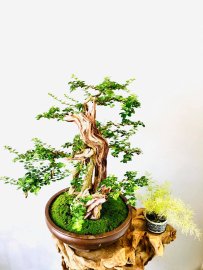 Sam Ngọc lũa nghệ thuật