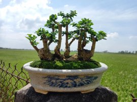 Rừng sam hương trên lòng bàn tay