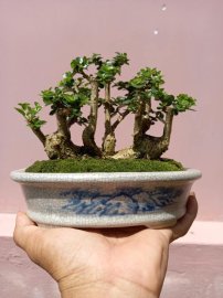 Rừng sam hương trên lòng bàn tay