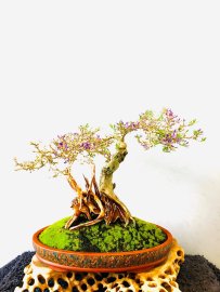 Linh Sam Hạt gạo Tân Phú chờ khoe sắc tím