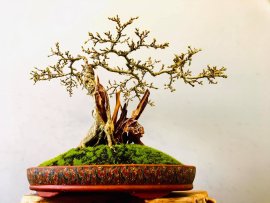 Linh Sam Hạt gạo Tân Phú chờ khoe sắc tím