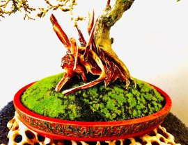 Linh Sam Hạt gạo Tân Phú chờ khoe sắc tím