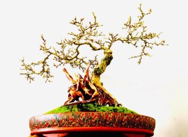 Linh Sam Hạt gạo Tân Phú chờ khoe sắc tím