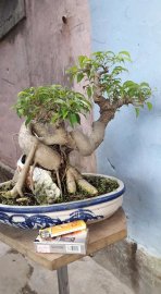 Sanh quê lá nhỏ bình định cao 27 chậu 20.30