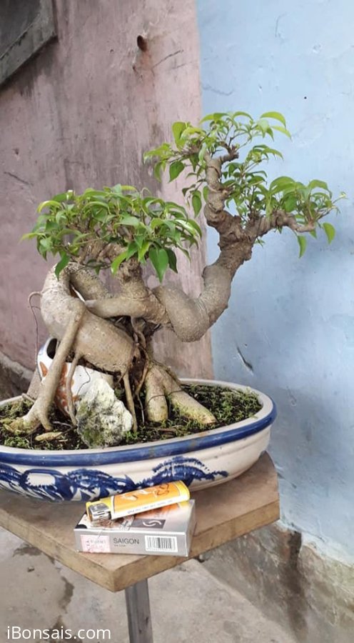Sanh quê lá nhỏ bình định cao 27 chậu 20.30