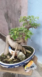 Sanh quê lá nhỏ bình định cao 27 chậu 20.30