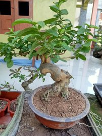 Giao lưu cây ổi quái