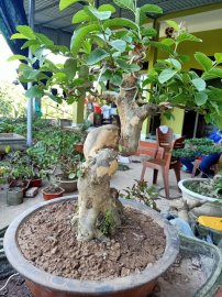Giao lưu cây ổi quái