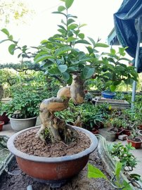 Giao lưu cây ổi quái