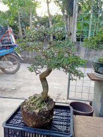 Giao lưu cây linh sam 