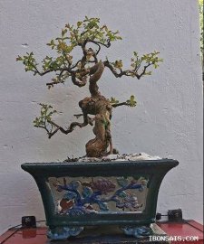 Làm đẹp em Tường Vi