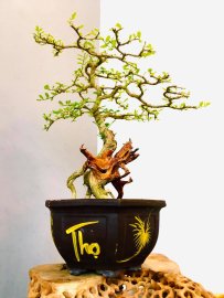 Chờ ngày em khoe sắc tím