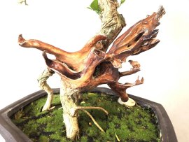 Chờ ngày em khoe sắc tím