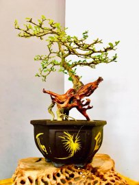 Chờ ngày em khoe sắc tím