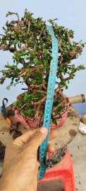 Cây bùm sụm trà phúc kiến sống khỏe