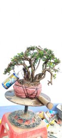 Cây bùm sụm trà phúc kiến sống khỏe