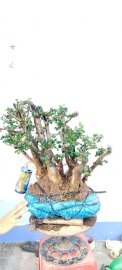 Cây Kim tiền mới về