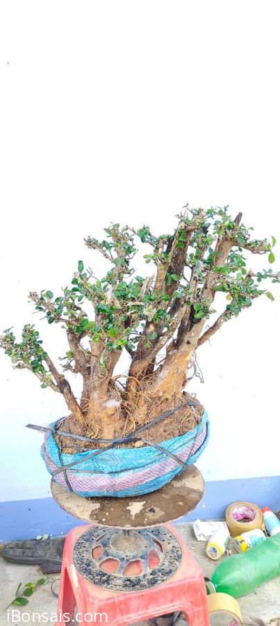 Cây Kim tiền mới về
