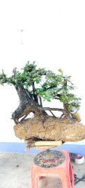 Cây cẩm thị sống khỏe