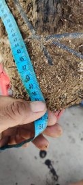 Cây cẩm thị sống khỏe
