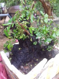 Phôi cẩm thị vườn cộng đồng