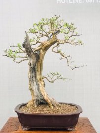 Sam ngọc bật lộc non khoe cả nhà ạ
