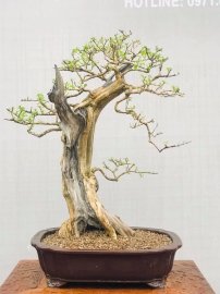 Sam ngọc bật lộc non khoe cả nhà ạ