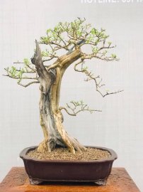 Sam ngọc bật lộc non khoe cả nhà ạ