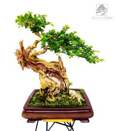 TP: Sam Ngọc