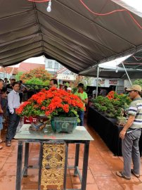 Kết thúc cuộc thi Bonsai Mini sau 3 ngày tranh tài