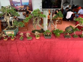 Kết thúc cuộc thi Bonsai Mini sau 3 ngày tranh tài