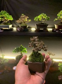 Kết thúc cuộc thi Bonsai Mini sau 3 ngày tranh tài